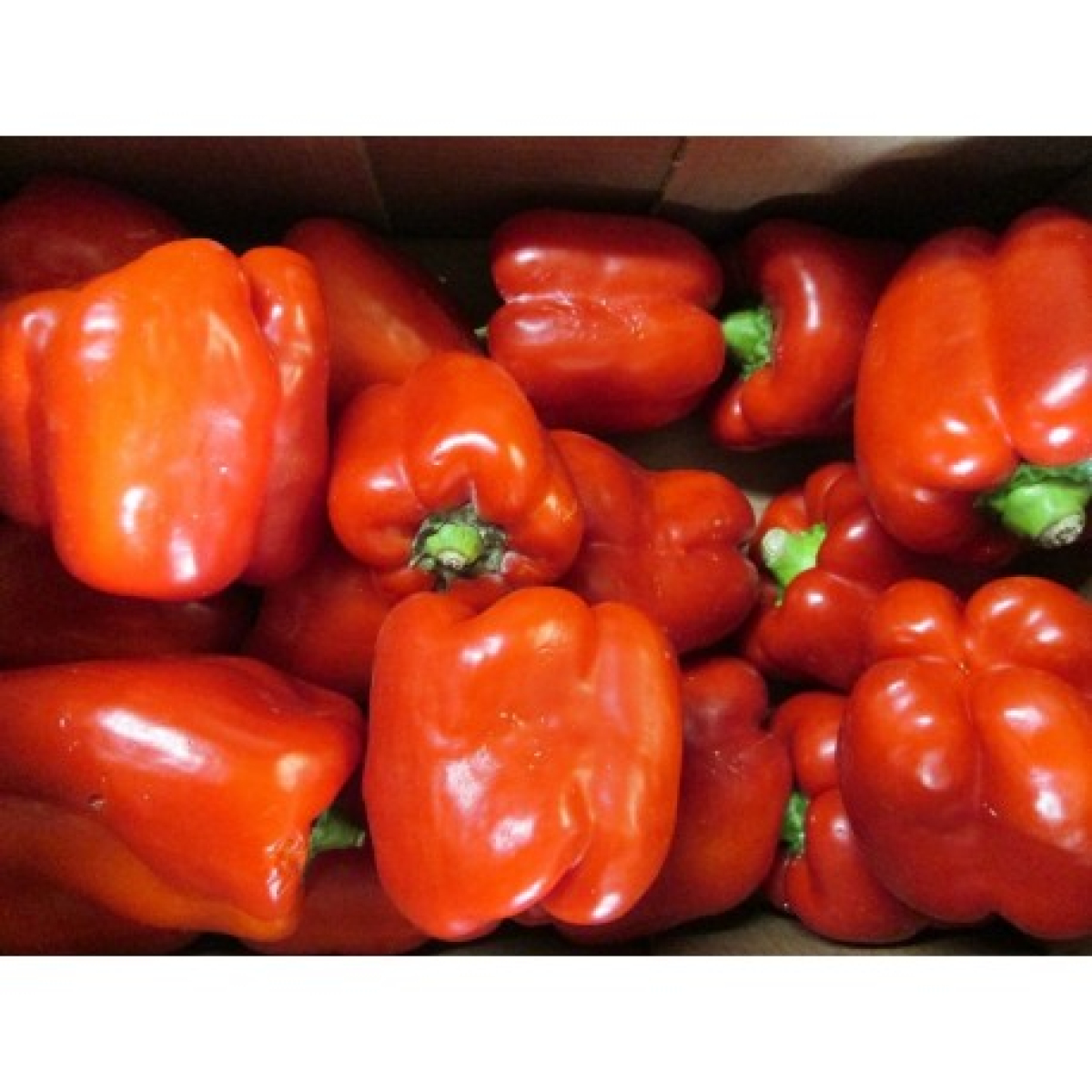 Paprika rot