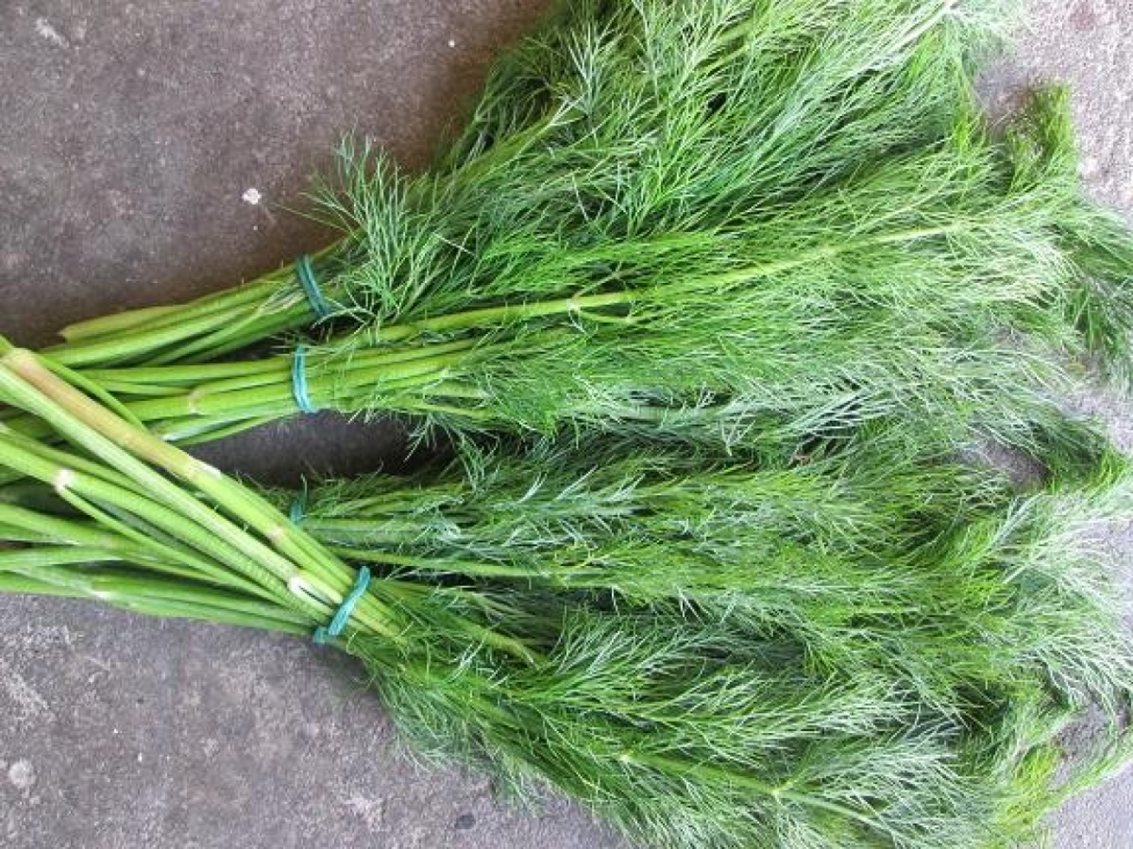 Dill im Bund