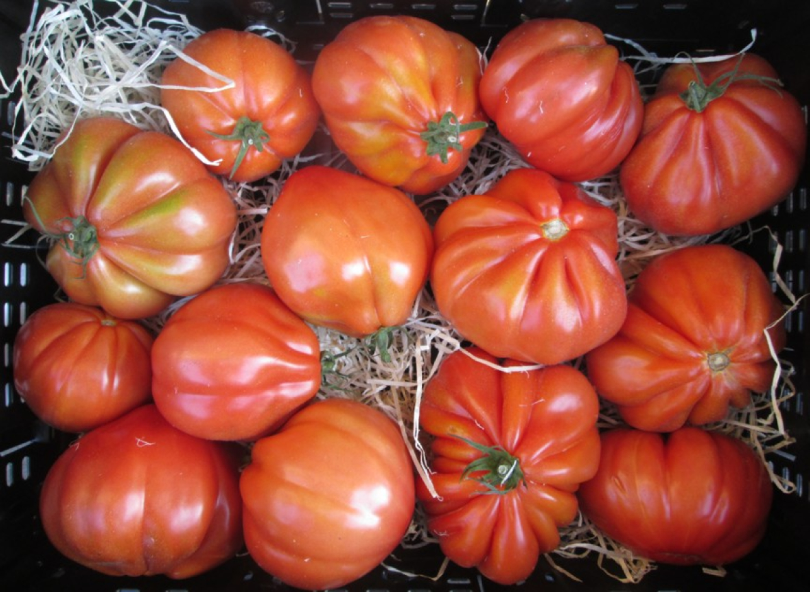Fleischtomaten Ochsenherz