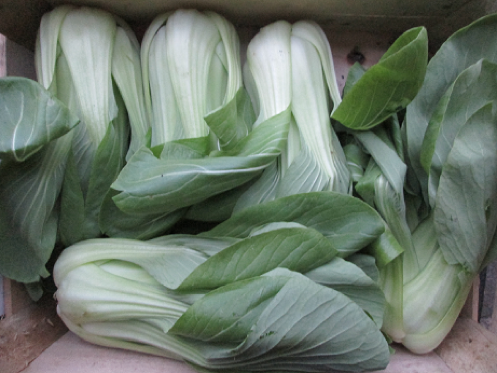 Pak Choi / Chin.Senfkohl