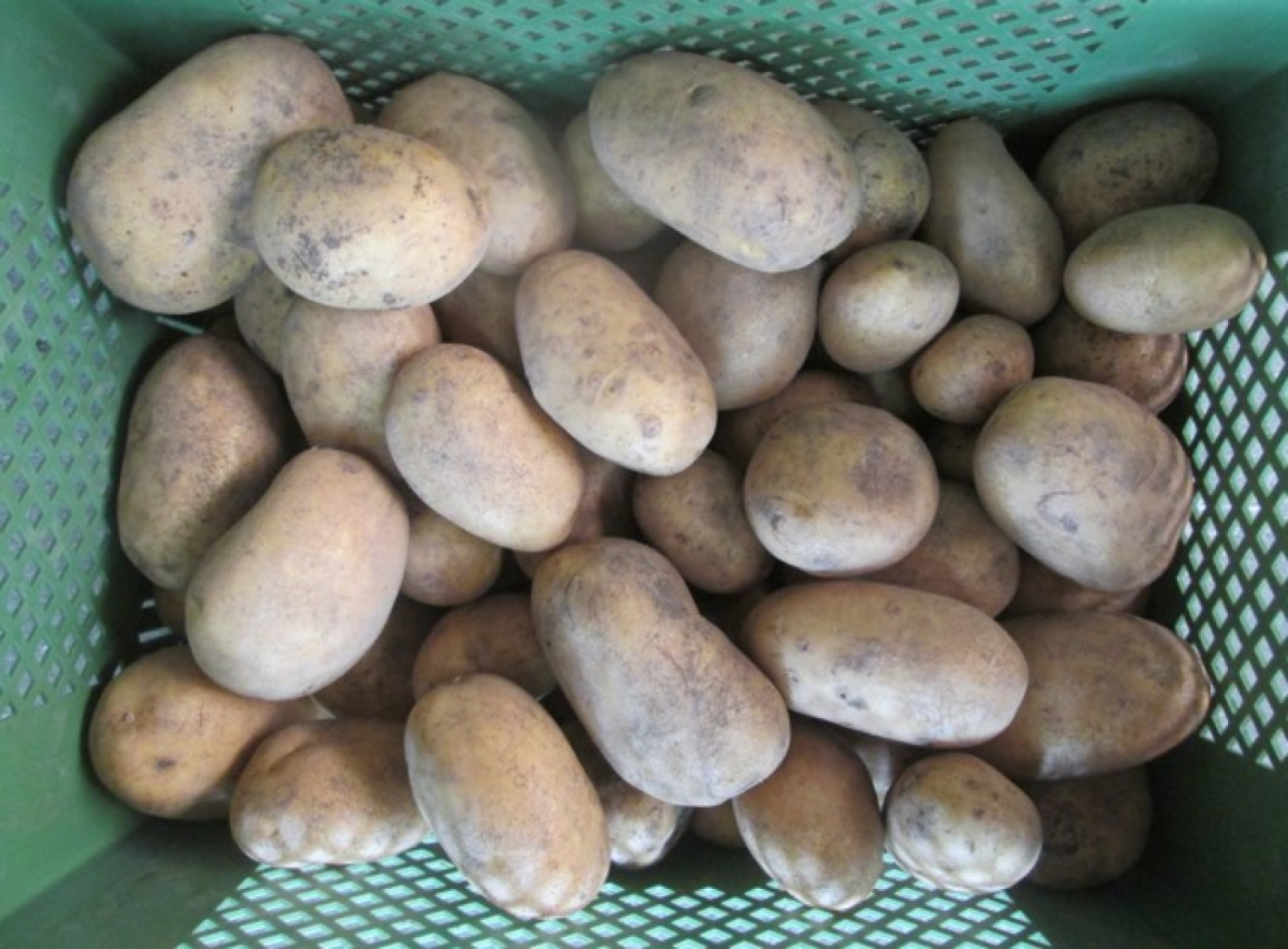 Speisekartoffeln "Lea", festkochend