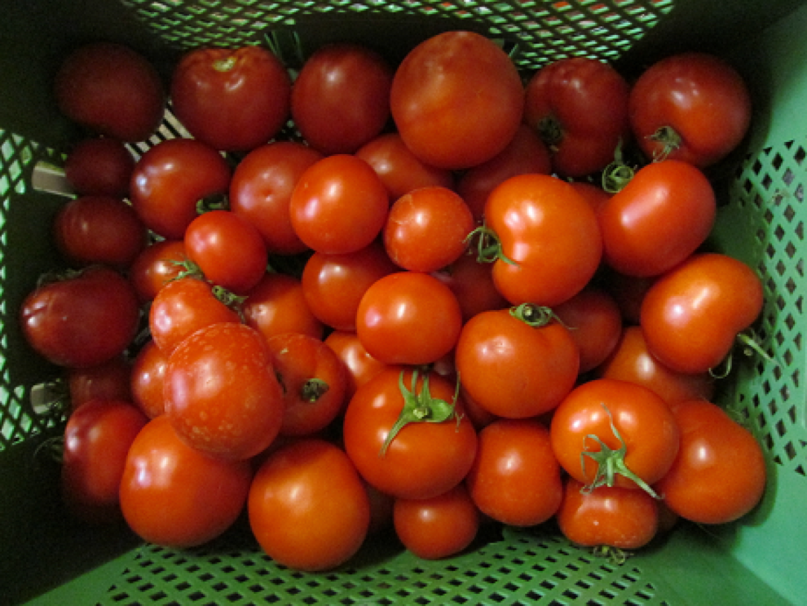 Tomaten, regional, rund
