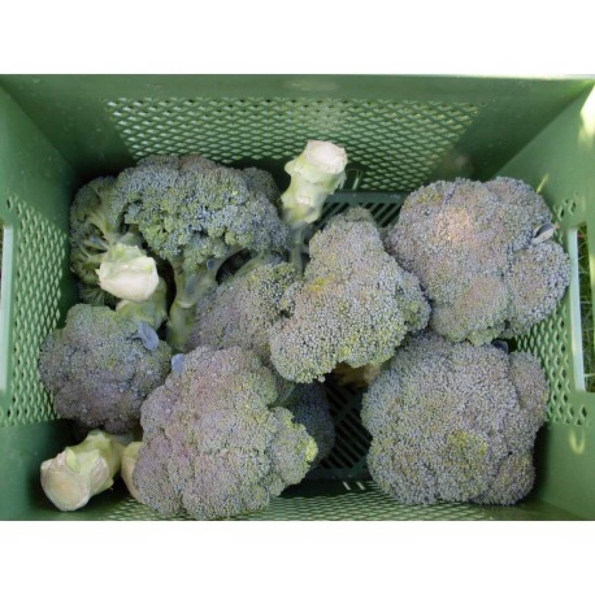Broccoli, lose