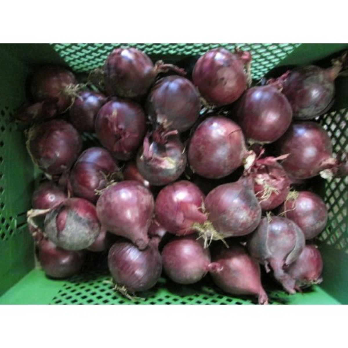 Zwiebeln rot