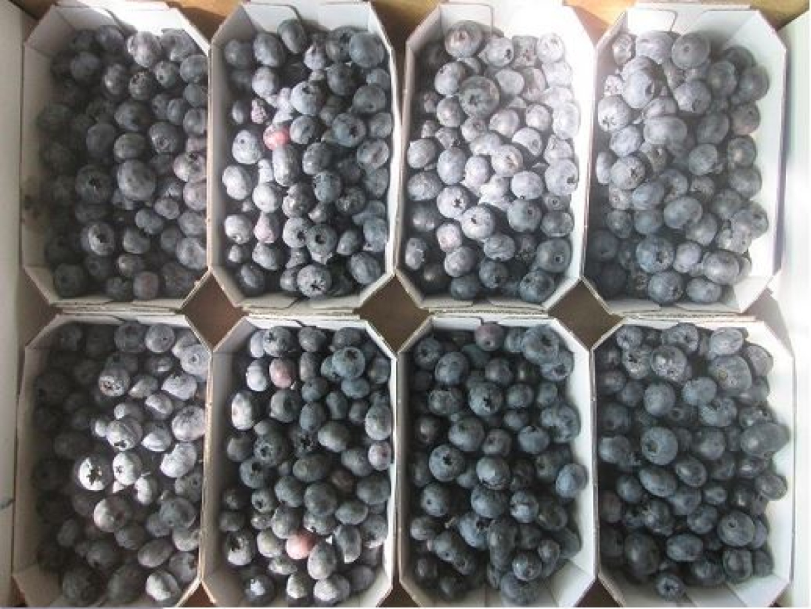 Heidelbeeren 125g Schälchen