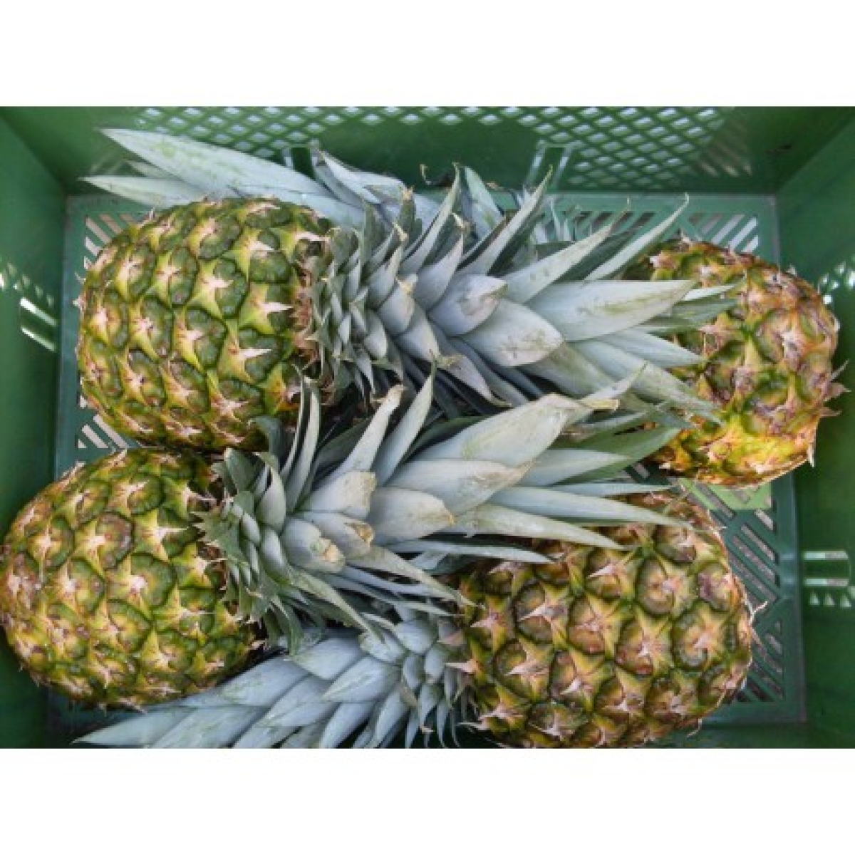Ananas extra sweet