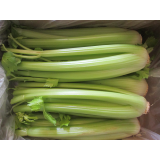 Stangensellerie, lose