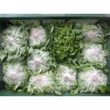 Grüner oder roter Eichblattsalat