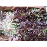 Roter Eichblattsalat