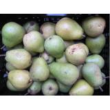 Birne Alexander Lucas