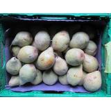 Birne Xenia - Novemberbirne