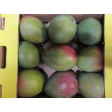 Mangos Sorte "Kent "