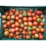 Tomaten Camoro