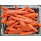 Möhren, junge NEUE ERNTE