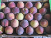 Pfirsiche, orangefleischig  Kal A / B