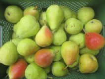 Birne "Guyot"