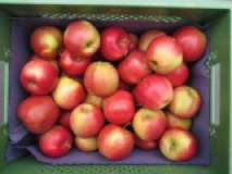 Apfel "Marnica"