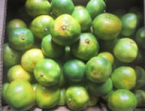 Satsumas gelb-grün (Fruchtfleisch-orange)