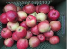 Apfel Deljonka