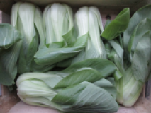 Pak Choi / Chin.Senfkohl