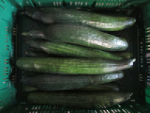 Salatgurke, spanische
