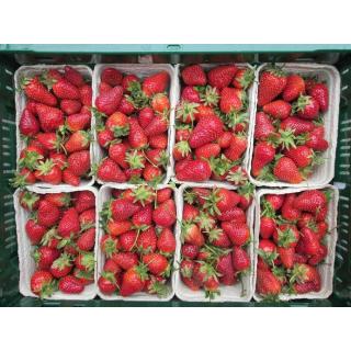 Erdbeeren aus Deutschland 250g