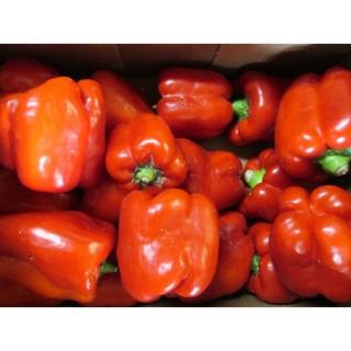 Paprika rot