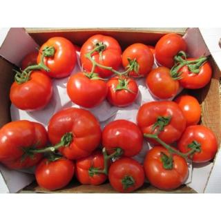 Strauchtomaten Demeter