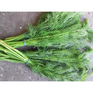 Dill im Bund