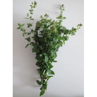 Oregano im Bund