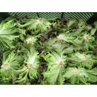 Grüner Bataviasalat