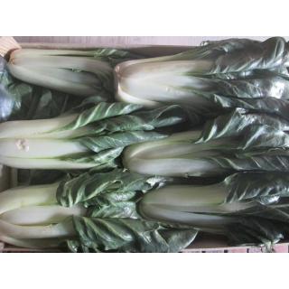 Mangold, grün - kleine Stauden