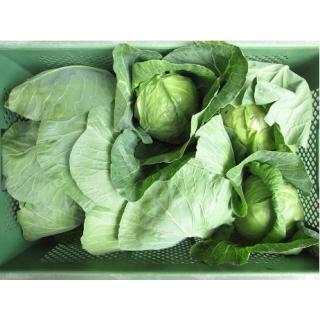 Weißkohl, Stück Neue Ernte