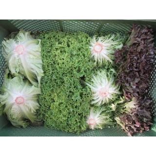 Regionaler Salat-Mix
