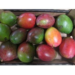 Mangos Sorte "Keith"