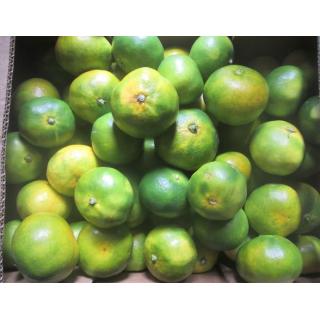 Satsumas gelb-grün (Fruchtfleisch-orange)