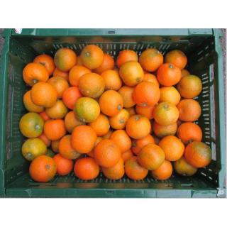Clementinen, frühe Sorte