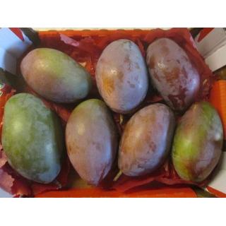 Mangos Sorte "Osteen"