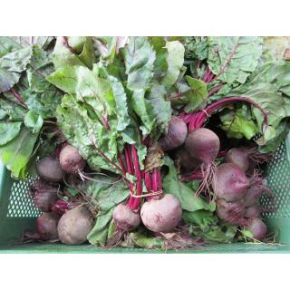 Rote Bete im Bund       REGION