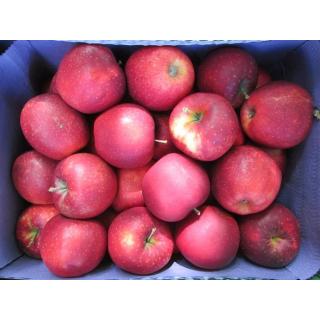 Apfel Red Jonaprince