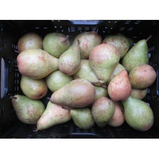 Birne Xenia - Novemberbirne