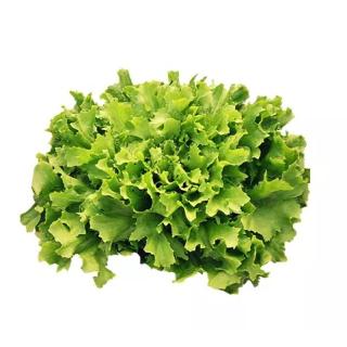 Endivien Salat