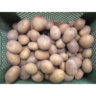 Speisekartoffel Belana festkochend