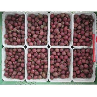 Stachelbeeren, rot, 250g-Schälchen