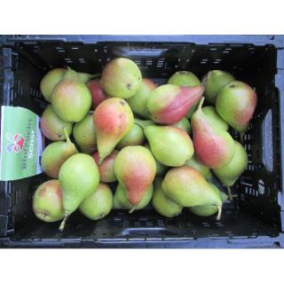 Birne "Thimo"