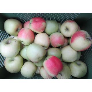 Apfel Delbarestivale