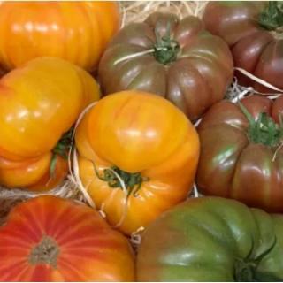 Fleischtomaten-Mix, samenfest