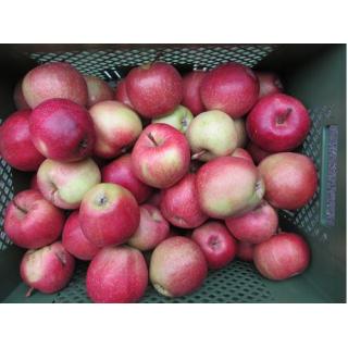 Apfel Deljonka