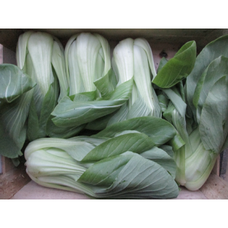Pak Choi / Chin.Senfkohl