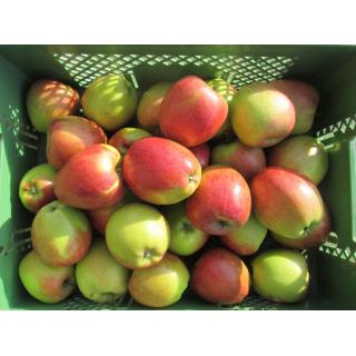 Apfel "Braeburn"